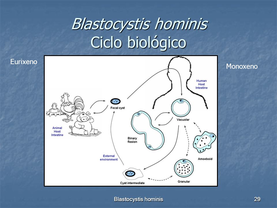 Blastocystis hominis dieta